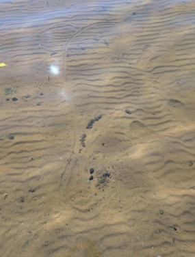clam in ocean