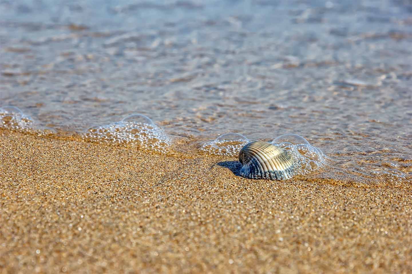 clam health on beach